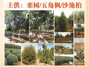 绿染山川 千万苗木人托起的万亩造林画卷