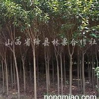 山西运城绛县林果合作社 造林苗木供应新亮点