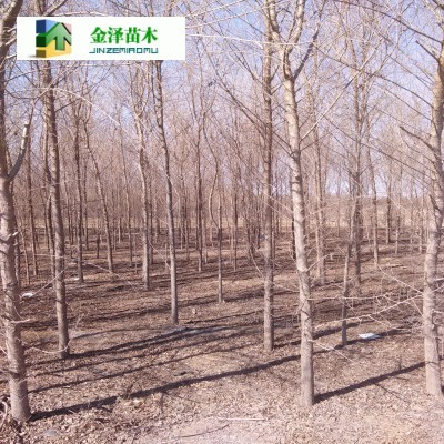 六盘水榆树与资阳榆树 河北保定博野金泽绿化苗木基地的造林苗木优选