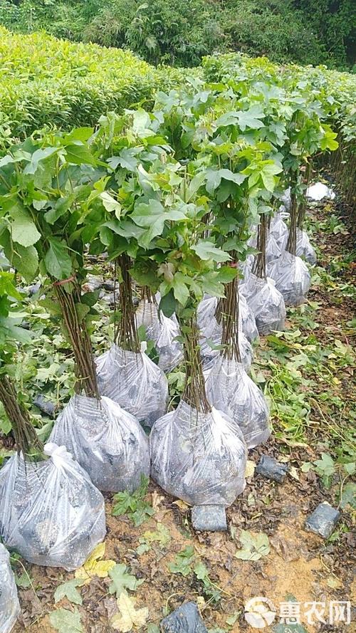 枫香造林苗 优质造林苗木的供应与选择指南