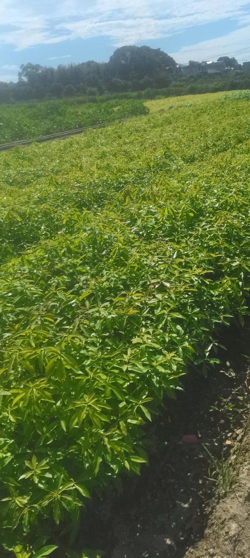 木荷杯苗,造林苗木,江西木荷大量供应,苗圃直供,走量批发