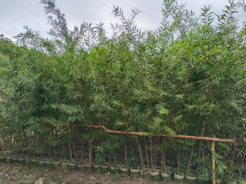 广东揭阳普宁市相思树苗批发 12元每棵的造林苗，为何成为绿化工程的实惠之选？