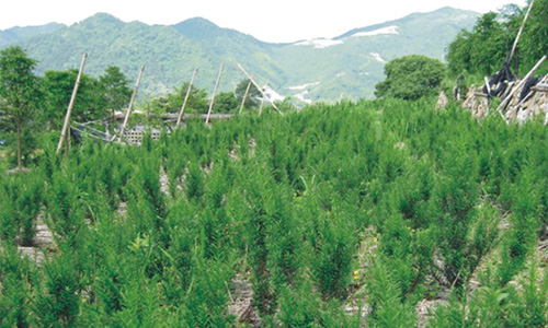 缙云仕南苗木 致力曼地亚红豆杉人工培育种植，深耕造林苗木领域